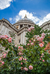 London, St. Pauls cathedral view from garden