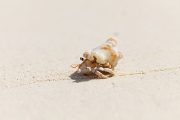 Rest in Paradise - Malediven - Krebs im Sand