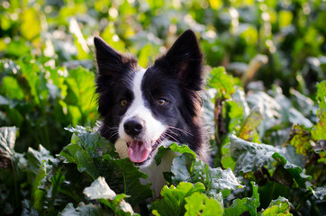 portrait of border collie