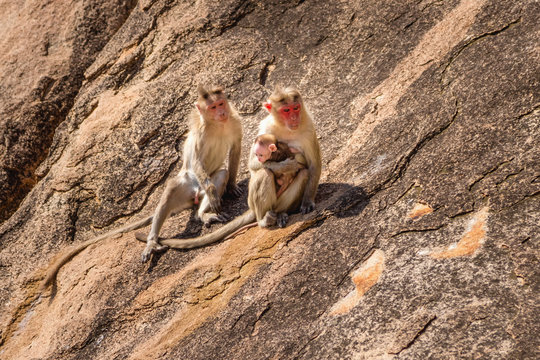 Monkey family in the mountain