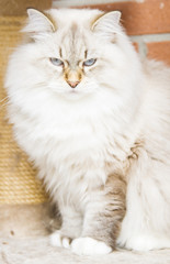 Naklejka na ściany i meble White cat of siberian breed