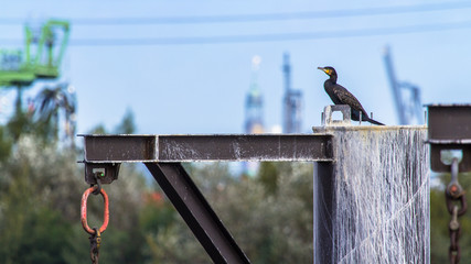 Kormoran