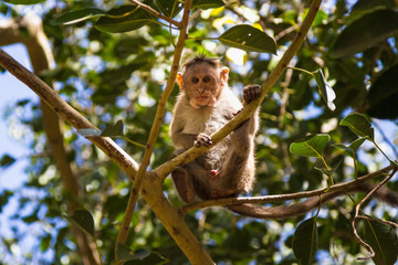 Monkey in the forest