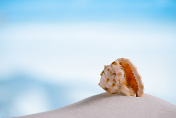 tropical sea  shell on white Florida beach sand under the sun li