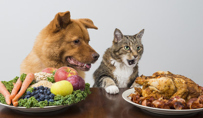 Dog and cat choosing between veggies and meat - 71145309