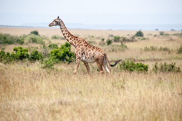 giraffe