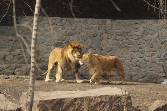 Lions love