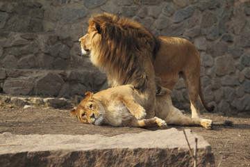 Cute Lions Family