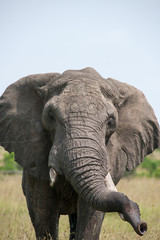 Obraz premium elephant
