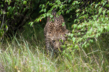 leopard
