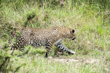 leopard