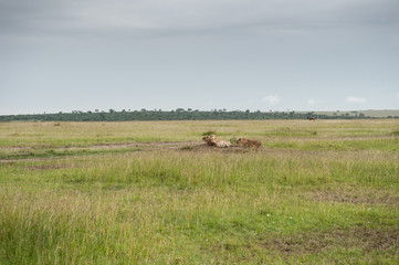 Naklejka premium lion