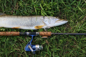 fishing catch pike on the grass and fishing gear