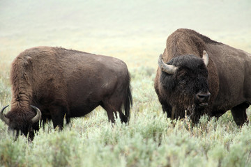 Close up of a Wild bison or buffalo in prairie © hdsidesign
