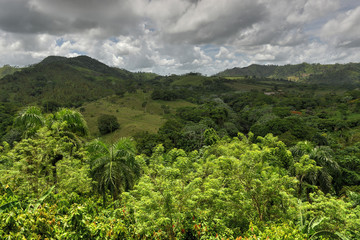 Tropical Forest, Dominican Republic