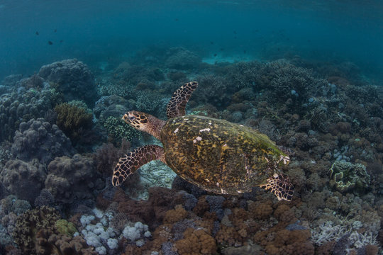 Endangered Hawksbill Sea Turtle