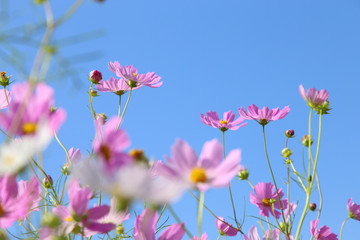 ピンクのコスモスと青空