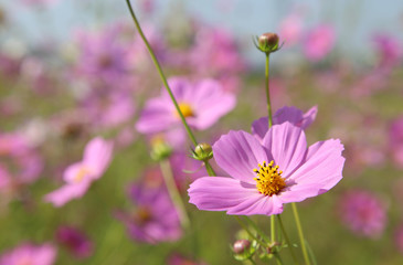 Obraz premium ピンクのコスモス