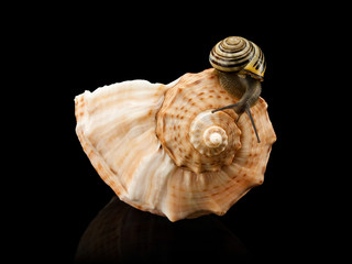 Snail and a cockleshell