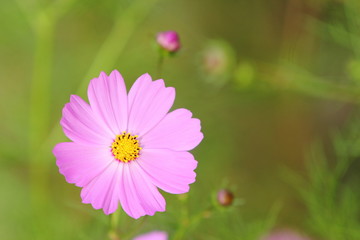 Obraz premium コスモス