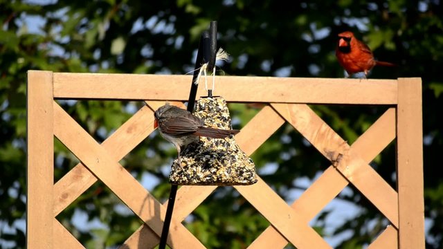 Cardinal couple at a hanging bird feeder