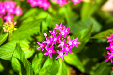 Red pentas flowers, pentasulfide