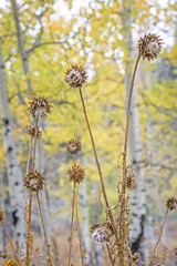 Grove of Aspens with Thistles