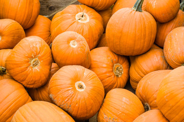 Orange pumpkins on display