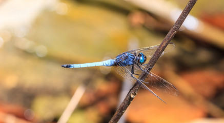 dragonfly on plant