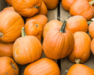 Orange pumpkins on display