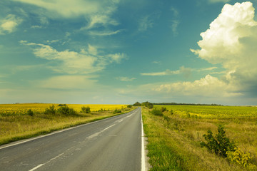 Road through the yellow sunflower field