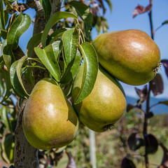 Group of green pears in an orchard