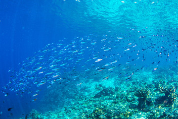 Fototapeta na wymiar underwaterscape