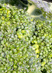 Fresh green broccoli macro