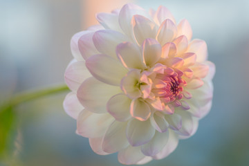 White dahlia. Flower lit by the sunset light.