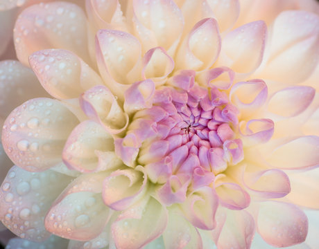 White dahlia with water drops. Close-up.