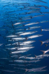 barracuda