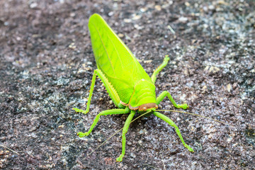 grasshopper macro on stone