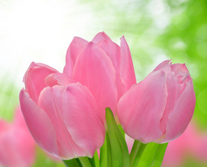 Obraz na płótnie Canvas fresh pink tulips on green background