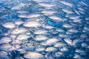 Bigeye kingfish