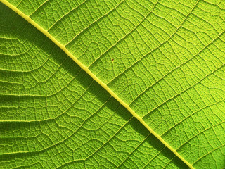 Green Teak leaf close up