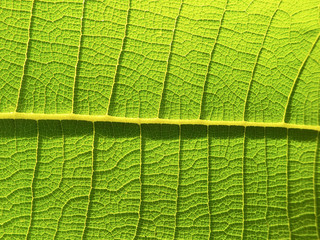Green Teak leaf close up