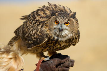 Large owl with very big eyes