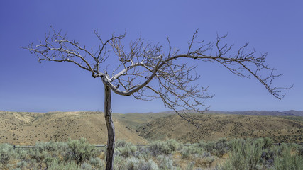 Idaho desert with a lone tree and blue sky