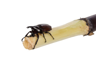 rhinoceros beetle catch on sugarcane isolated on white