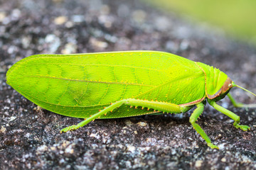 grasshopper macro on stone