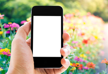 hand holding phone with flower background