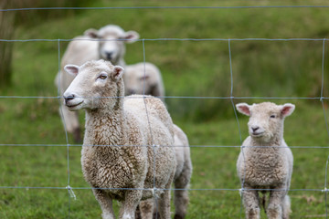Naklejka premium Sheep and Lamb