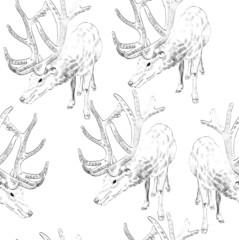 Fototapeta premium Sketch deer