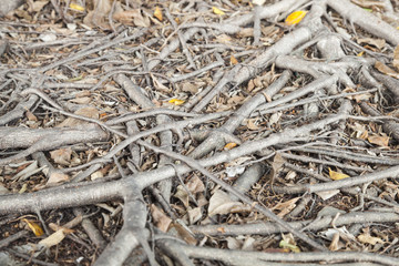 Tree roots